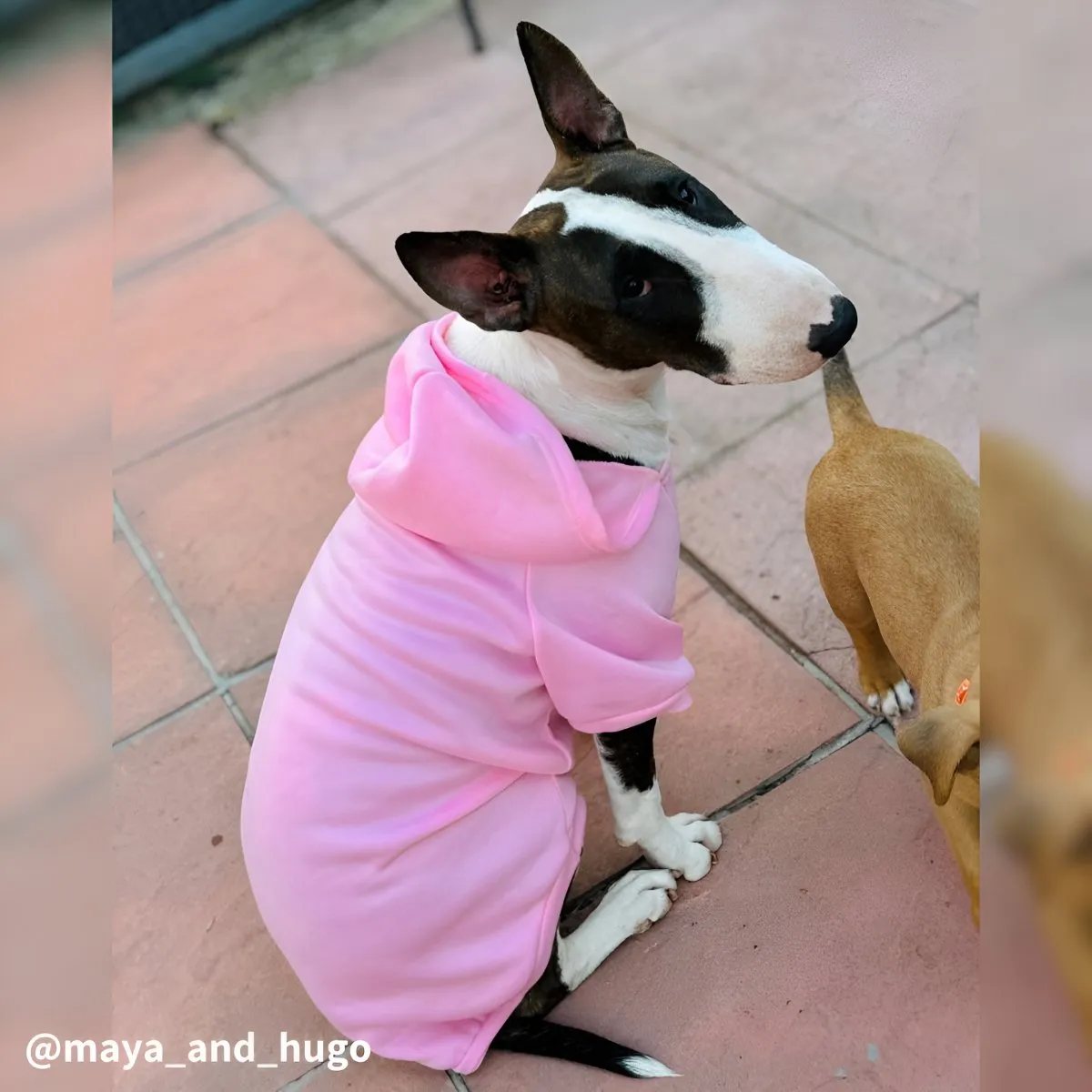 Plain Bull Terrier Hoodie