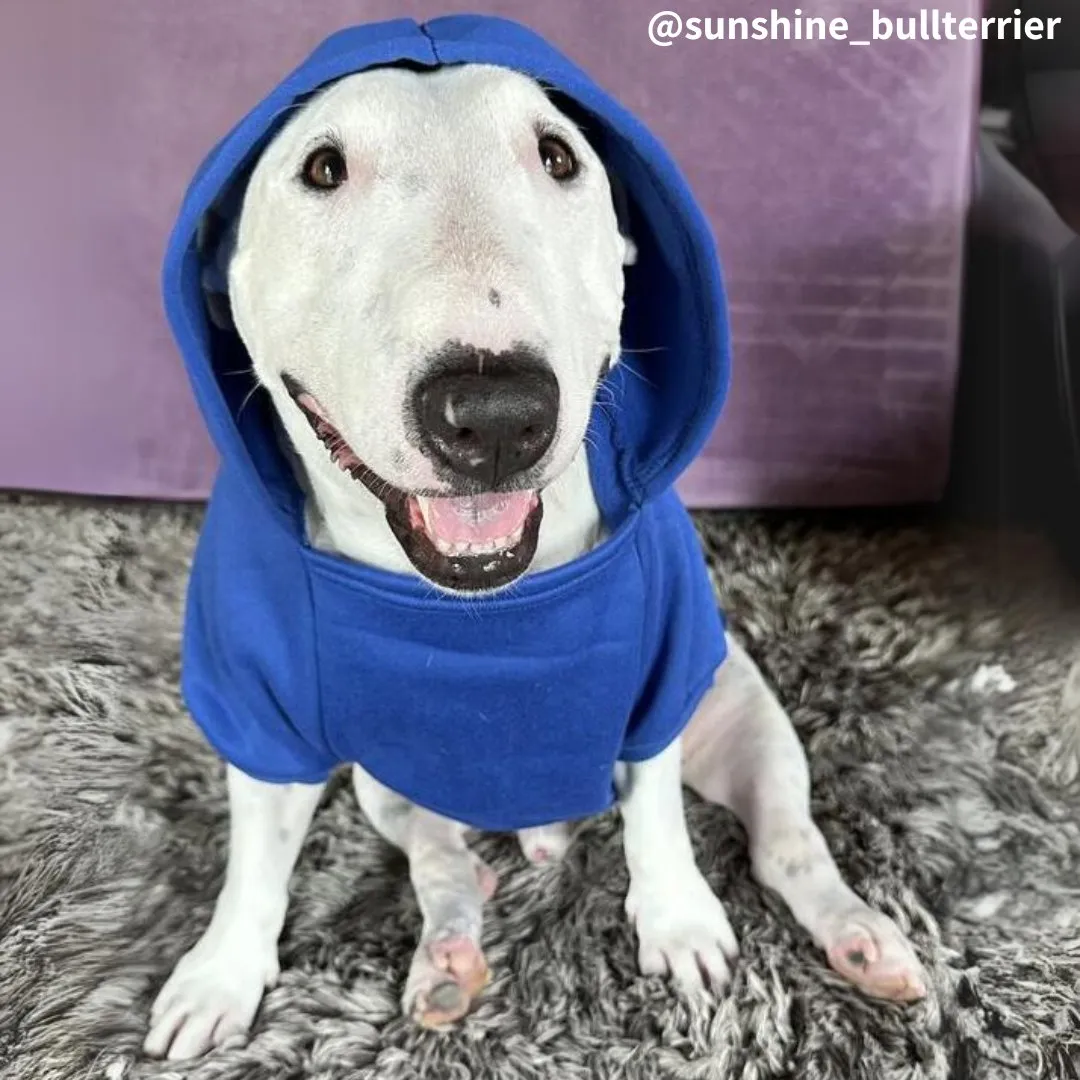 Plain Bull Terrier Hoodie