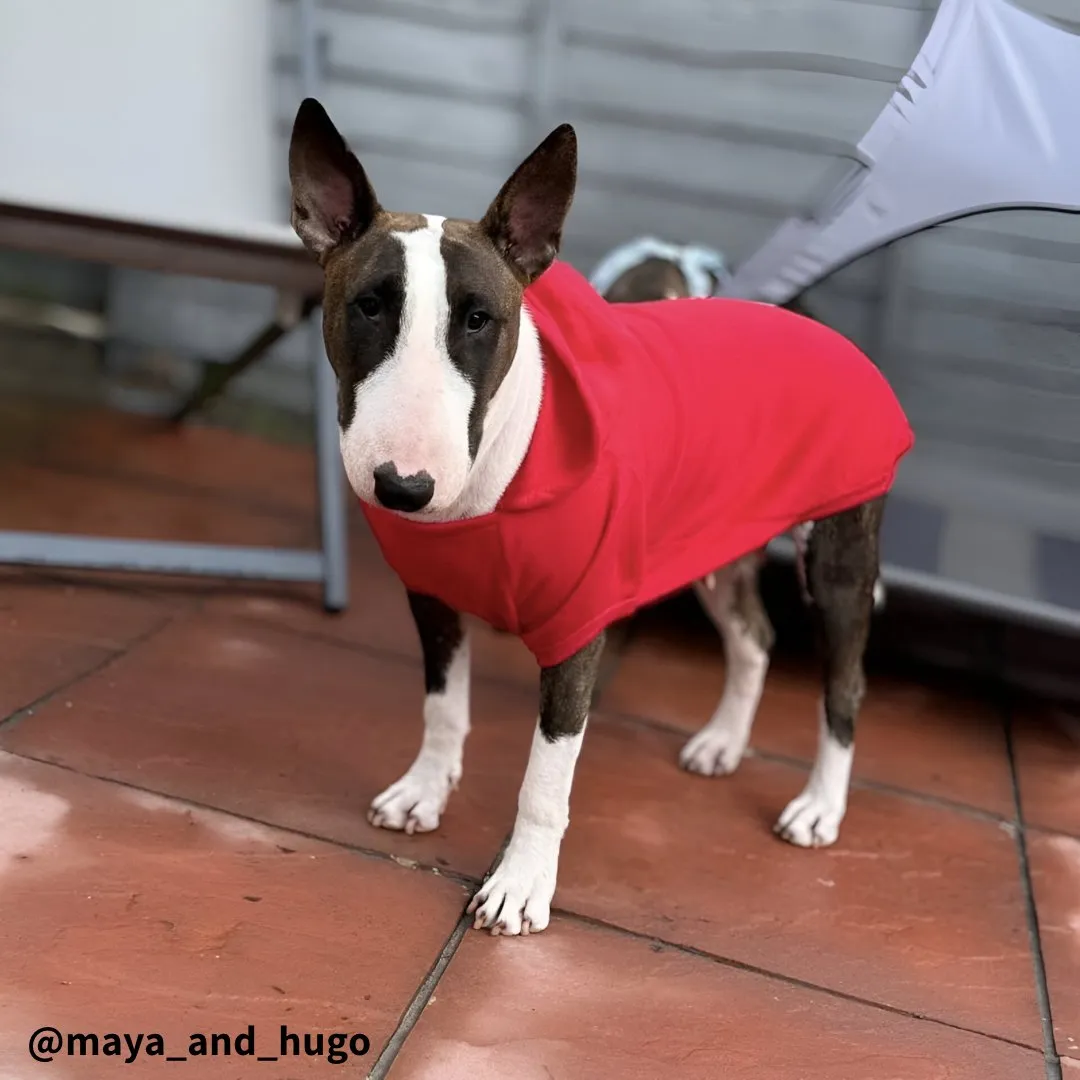 Plain Bull Terrier Hoodie