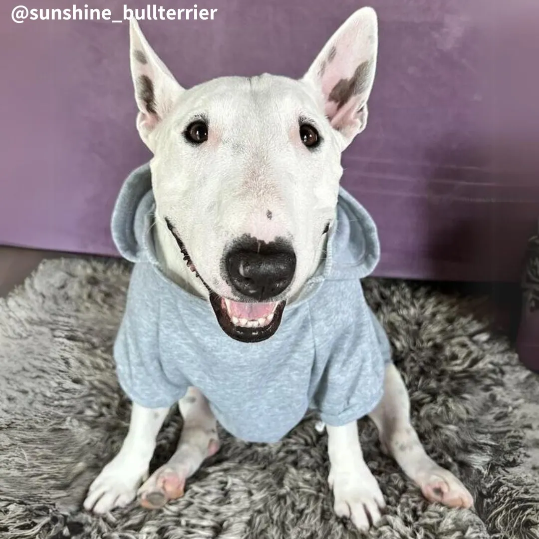 Plain Bull Terrier Hoodie