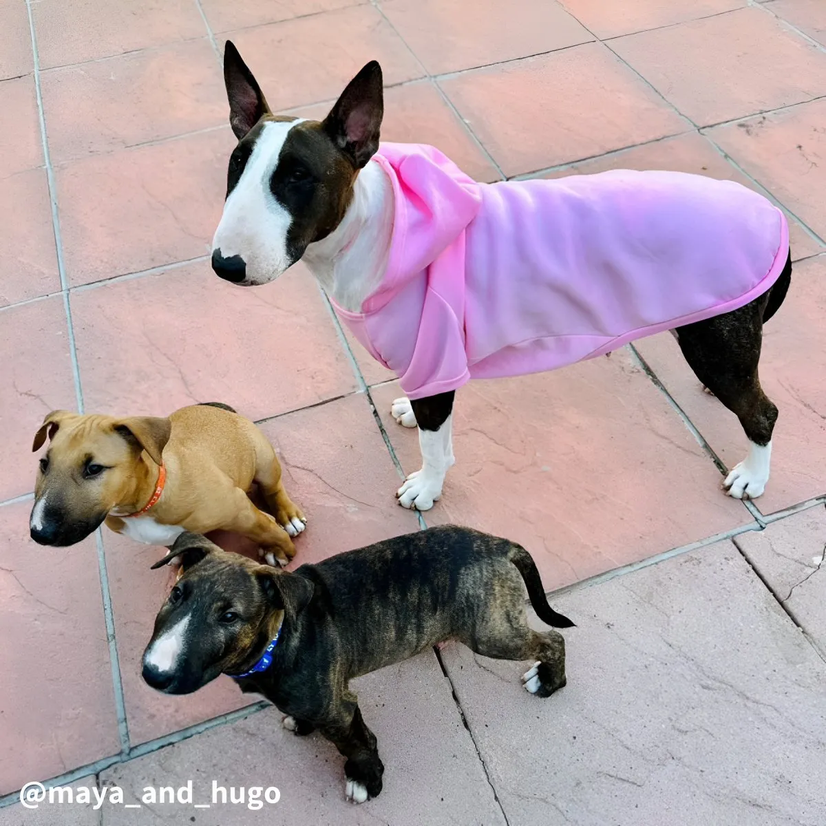 Plain Bull Terrier Hoodie