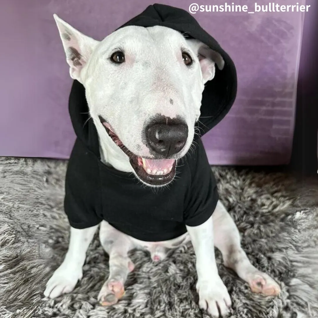 Plain Bull Terrier Hoodie