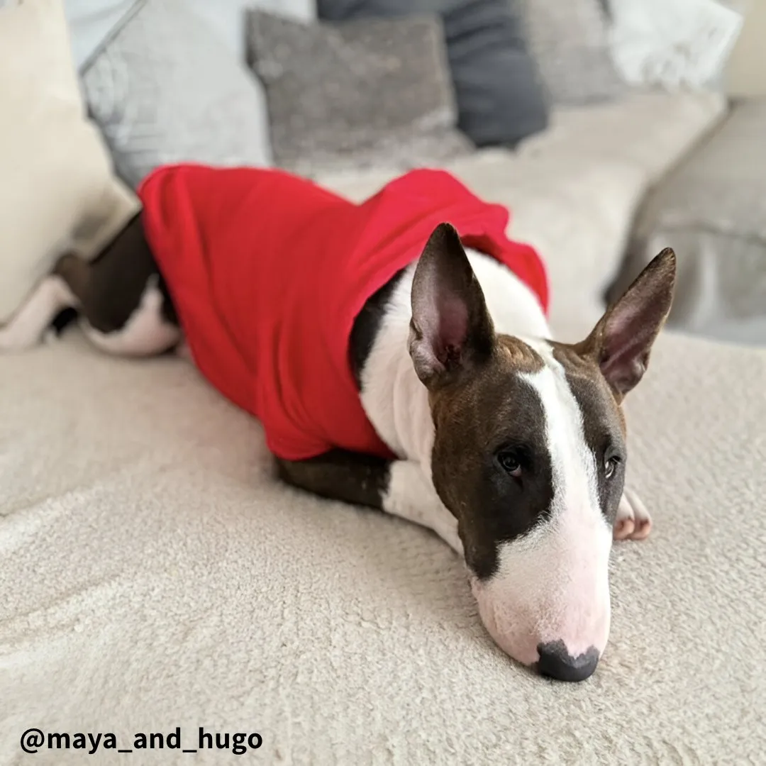 Plain Bull Terrier Hoodie