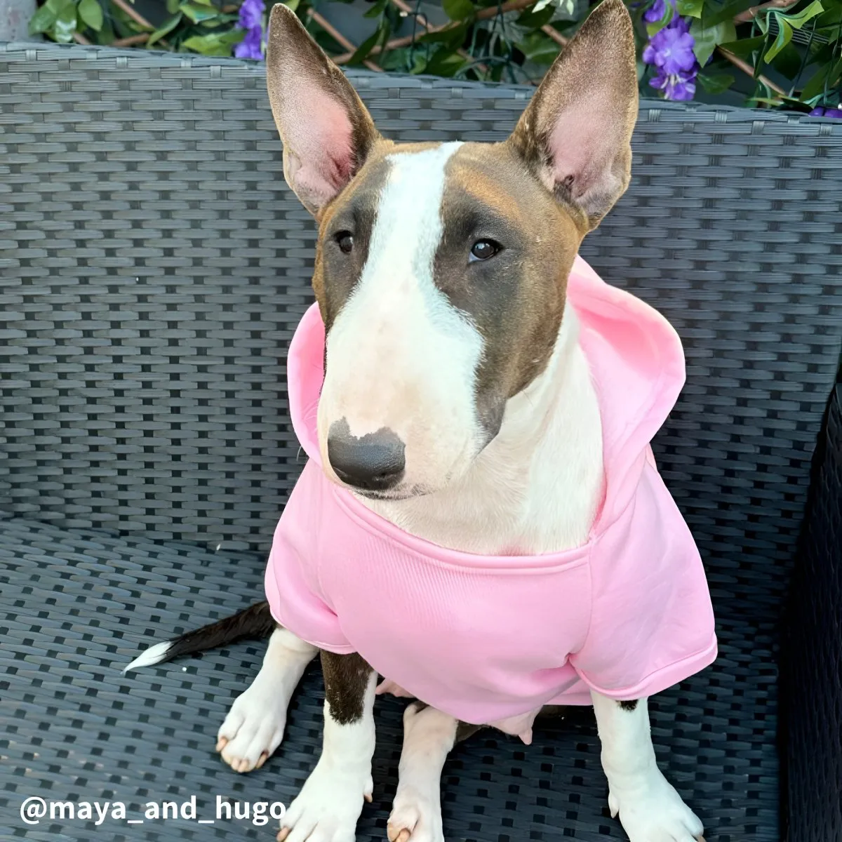 Plain Bull Terrier Hoodie